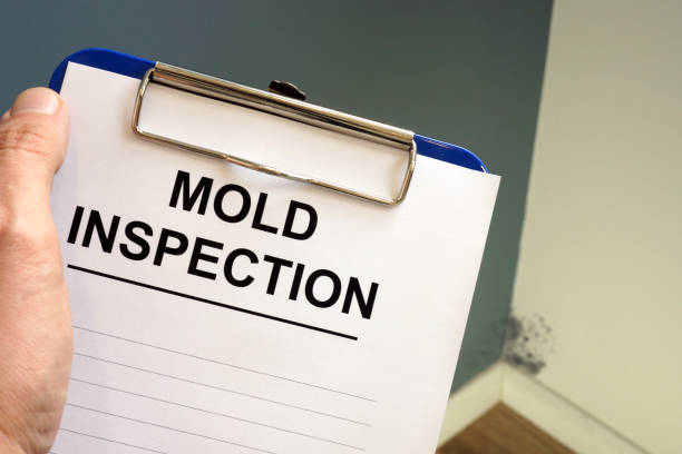 Why You Should Choose Our Mold Remediation Services in Brunswick, MD